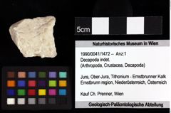 Foto (Objket + Etiketten) von Decapoda indet. 